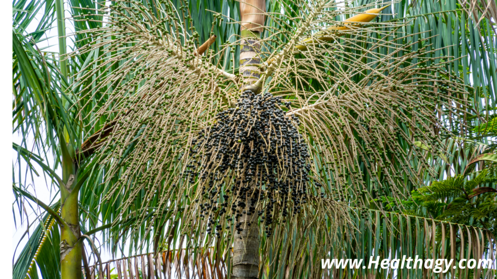 Acaí berries are found on palm trees