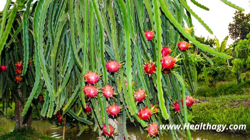 A pitaya fruit plant has long, full green cactus leaves in which the pitaya fruit grows from.