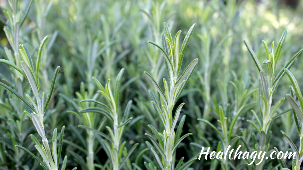 sprigs of Fresh  Rosemary, green with brown stems