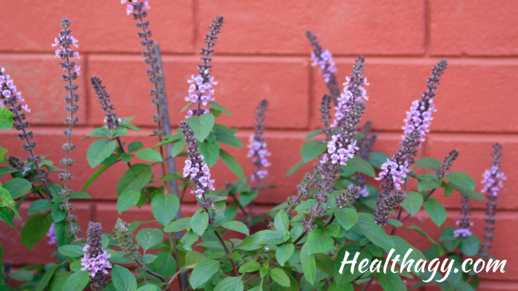 Holy basil is about two or three feet tall and has hairy stems with toothed-edged, green leaves and purple flowers.