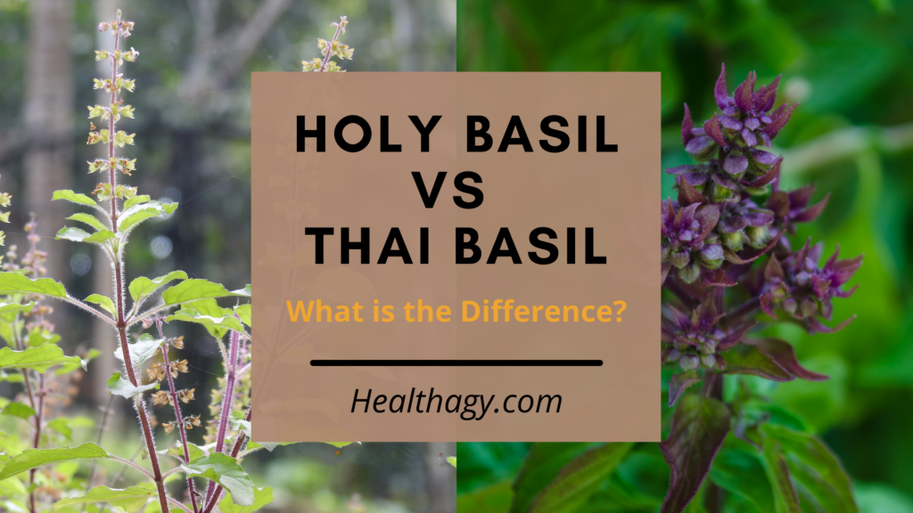 Holy Basil vs Thai Basil: What is the Difference?