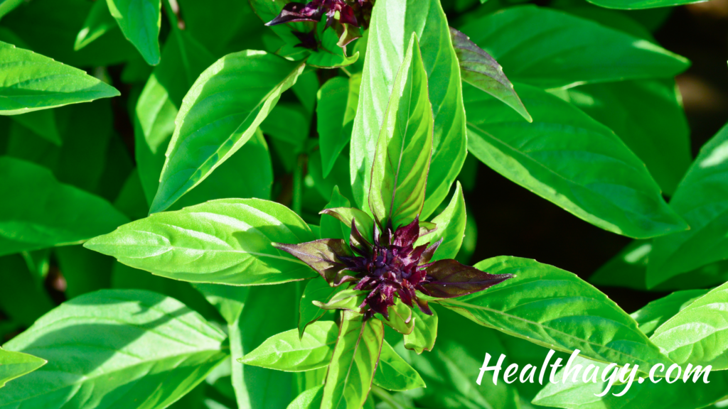 Thai basil has green pointy leaves that are shiny and somewhat glossy looking. Delicate purple stems with a small purple flower. 