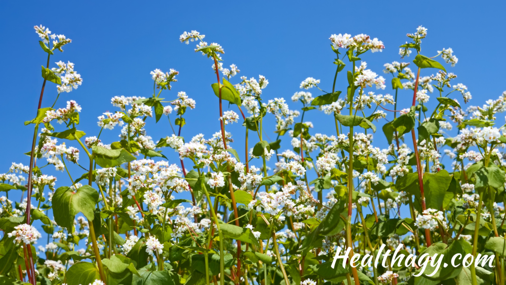 small white flowers growing off green plant stmes