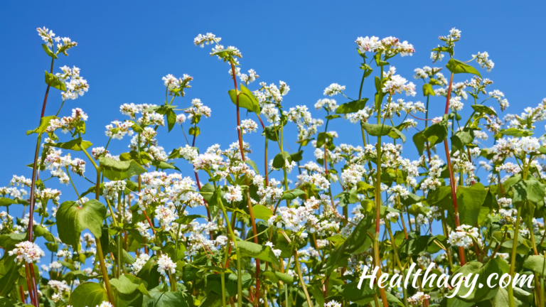 Wheat Vs Buckwheat Nutrition Health Benefits Healthagy wheat-vs-buckwheat-nutrition-health-benefits-healthagy